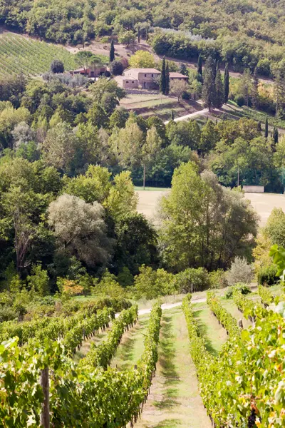 Besøg berømte vingårde i Toscana