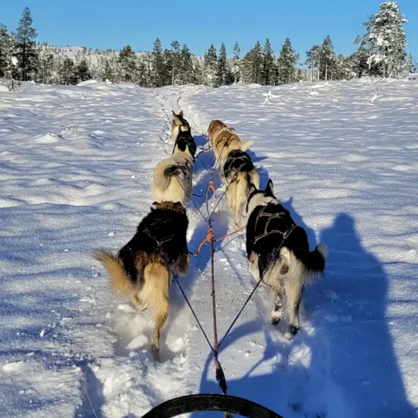 Hundeslædetur