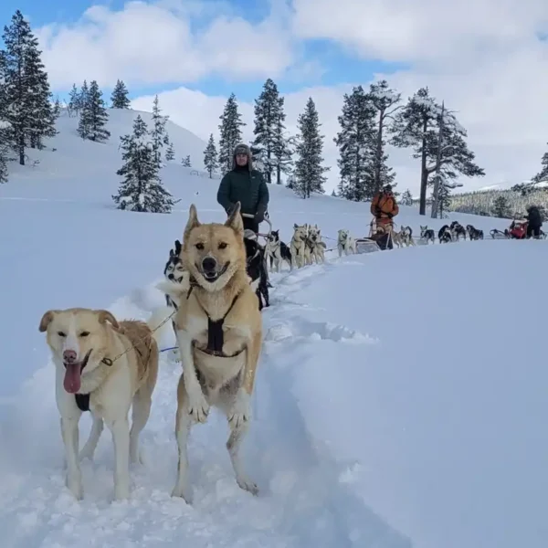 Hundeslæde i Storlien